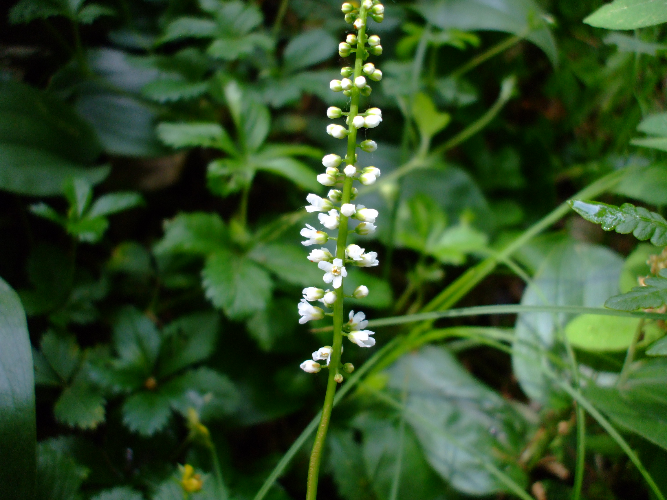 Galax urceolata